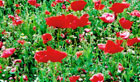 Leuchtend roter Mohn auf einer Wiese
