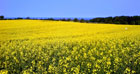 Rapsfeld in voller Blüte